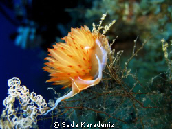 It was my first Godiva!!! Canon IXUS 800 IS compackt camera by Seda Karadeniz 